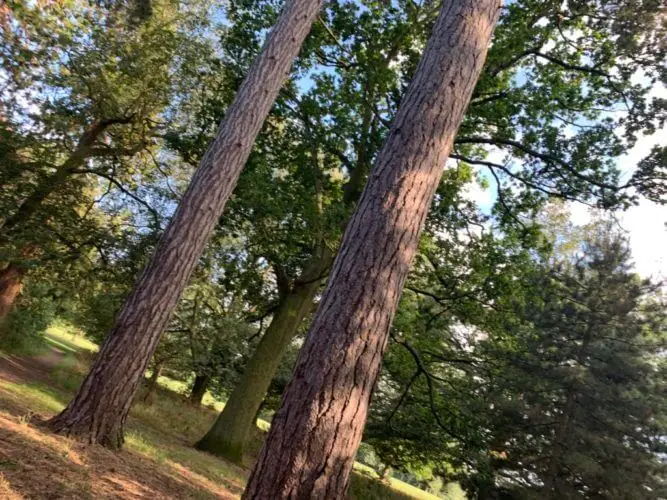 3D tree survey