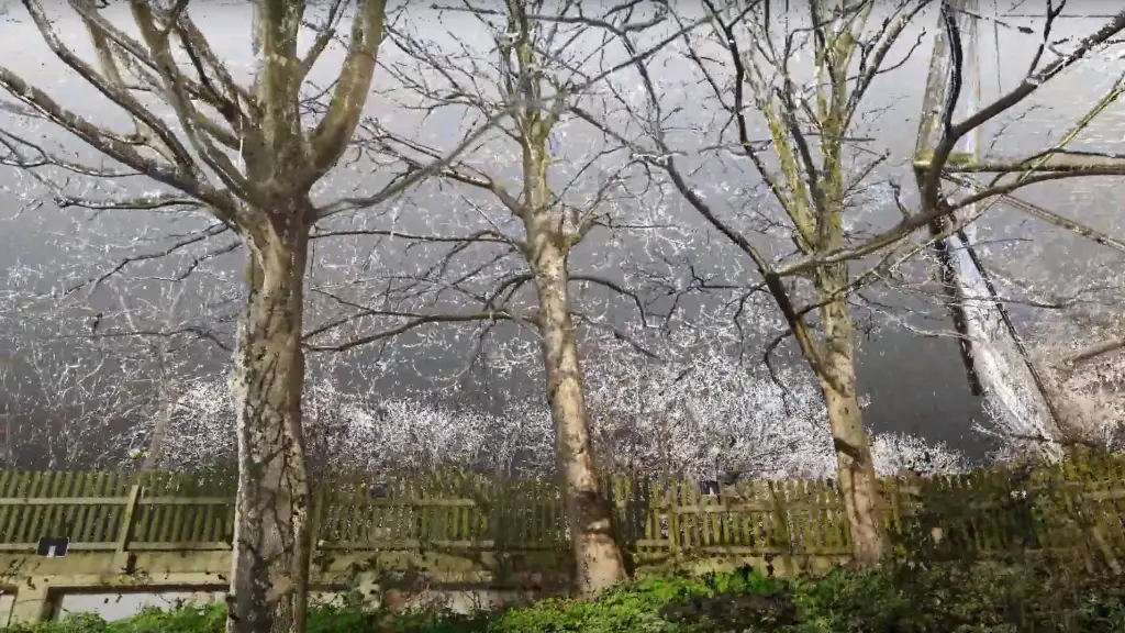 Arboricultural survey, or tree survey at the London Zoo
