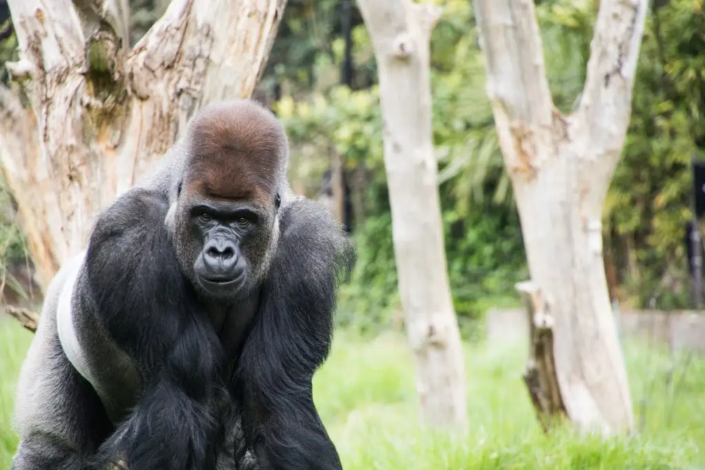 Gorilla