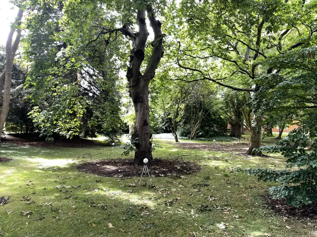 Garden